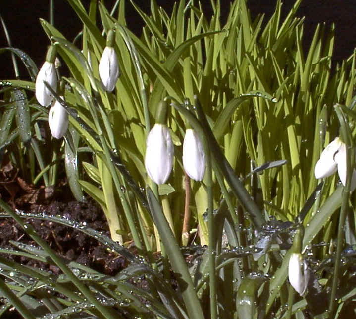 Snowdrops - Courtesy of Mihai Lucaci, Germany